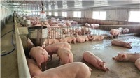Giá lợn hơi biến động trái chiều trong ngày đầu tuần