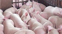 Giá thịt lợn biến động trái chiều ở các địa phương