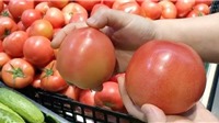 Giá cà chua tăng “sốc” khắp miền Bắc khiến nhiều bà nội trợ phải “ngã ngửa”