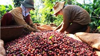 Kim ngạch xuất khẩu cà phê đạt hơn 2,8 tỷ USD trong 8 tháng đầu năm