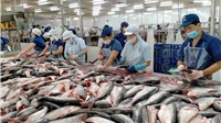 6 tháng đầu năm, xuất khẩu cá tra sang Trung Quốc tăng gấp đôi