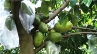 Hàng loạt trái cây đặc sản ở đồng bằng sông Cửu Long khó tiêu thụ, dội hàng, rớt giá
