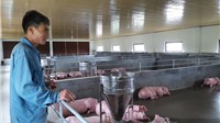 Giá gà giảm mạnh, giá lợn vẫn ở “đáy” khiến người chăn nuôi lỗ nặng