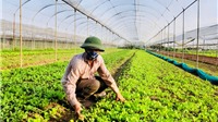 Thống nhất chủ trương xây dựng 3 phương án tăng trưởng ngành nông nghiệp Hà Nội