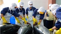 Xuất khẩu cá ngừ sang EU tăng vọt