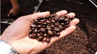Năm 2022, Việt Nam đứng thứ 2 thế giới về xuất khẩu cà phê