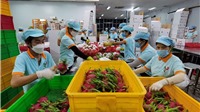 Việt Nam chi gần 600 triệu USD nhập khẩu rau quả 4 tháng đầu năm