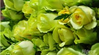 Hoa hồng Đà Lạt tiêu thụ mạnh, giá cao dịp Quốc tế Phụ nữ