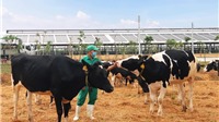 Vinamilk nhập khẩu hơn 2.100 bò sữa từ Mỹ về trang trại Quảng Ngãi