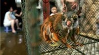 Buôn lậu động vật hoang dã tại Việt Nam vẫn diễn ra rất \"sôi động\"