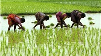 Ấn Độ áp giá sàn xuất khẩu gạo basmati
