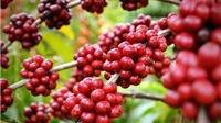 Giá cà phê hôm nay 16/10: Cà phê trong nước tiếp tục đà tăng 200 - 300 đồng/kg