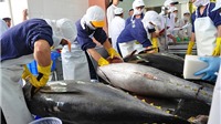 Xuất khẩu cá ngừ sang Anh đảo chiều giảm mạnh