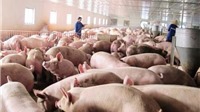 Giá lợn hơi đạt mốc 80.000 đồng/kg