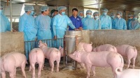 Hà Nội: Dịch tả lợn châu Phi tiếp tục phát sinh tại 39 hộ chăn nuôi