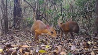 Loài Cheo cheo nghi tuyệt chủng bất ngờ xuất hiện tại Việt Nam