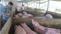Sản lượng thịt lợn cả năm 2019 ước đạt khoảng 3,3 triệu tấn