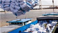 Hủy tờ khai hải quan 53.321 tấn gạo xuất khẩu
