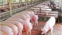Giá lợn hơi giảm gần 20.000 đồng/kg