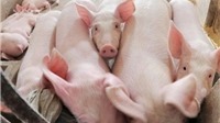 Thịt lợn có thể tăng giá nhẹ dịp cận Tết