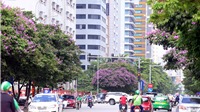 Phố phường Hà Nội ngợp sắc tím mùa bằng lăng nở hoa