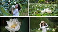 Cận cảnh đầm sen trắng đẹp hút hồn đang “gây sốt” tại Hà Nội