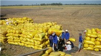 Xuất khẩu gạo tăng mạnh do được giá và nguồn cung nội địa lớn