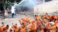 Tiêu hủy trên 43.200 con gia cầm do dịch cúm A/H5N6