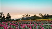 Đến Bà Nà Tết này để chiêm ngưỡng 1,5 triệu bông tulip khoe sắc diệu kỳ