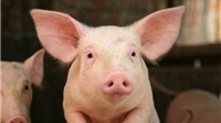  Giá thịt lợn có thể giảm khi lợn Thái Lan về Việt Nam tăng