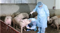 Hà Nội: 47% xã, phường đã qua 30 ngày không phát sinh lợn mắc bệnh dịch tả