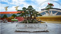 Festival cây cảnh – đá quý – đá phong thủy quy tụ hàng nghìn cây cảnh độc đáo