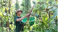 Sản xuất cà phê đặc sản, hướng đi mới của Đắk Lắk