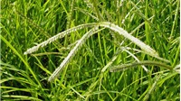 Công dụng của cỏ mần trầu trong điều trị bệnh