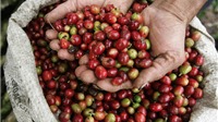 Giá cà phê hôm nay 14/2: Tăng giảm đan xen