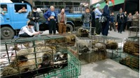 Trung Quốc cấm bán động vật hoang dã vì lo dịch Covid-19