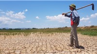 Thanh Hóa: Nguy cơ mất trắng hàng nghìn ha lúa vì nắng hạn kéo dài