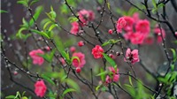 Những loài hoa nhất định phải có trong nhà ngày Tết để tài, lộc, may mắn hạnh phúc cả năm