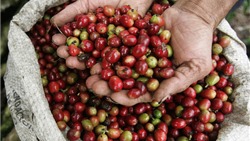 Giá cà phê hôm nay 20/2: Cà phê rớt dưới đáy