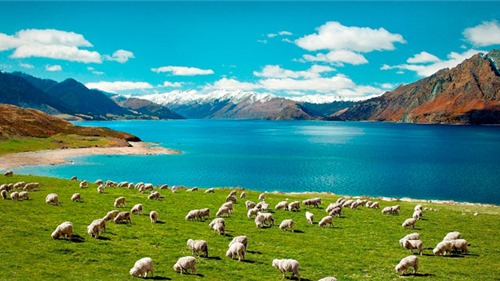 New Zealand - Thiên đường xanh giữa đại dương