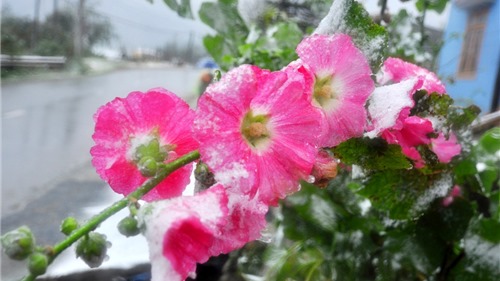 Lạ mắt, ngắm những bông hoa khoe sắc trong tuyết ở Sa Pa 