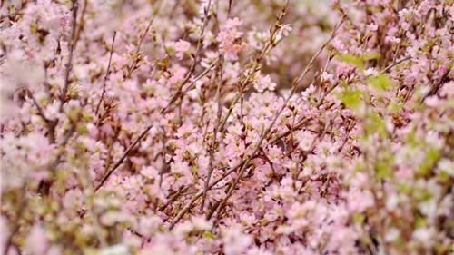 Ngắm 10.000 cành hoa anh đào Nhật khoe sắc ở Hà Nội