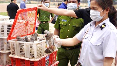 Hà Nội: Bắt giữ gần 4.000 con chim bồ câu nhập lậu từ Trung Quốc