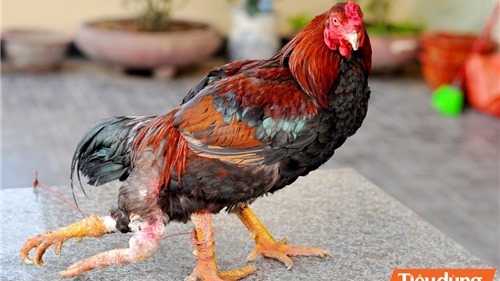 Cận cảnh con gà trống 4 chân “độc - dị” ở Hà Nội