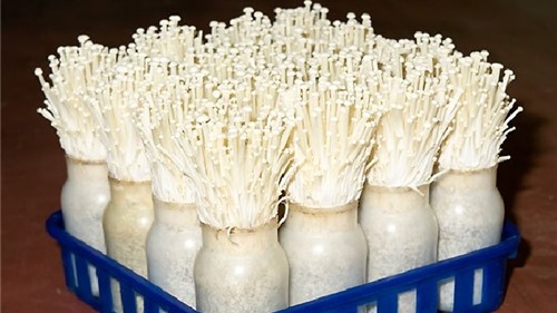 Hướng dẫn cách trồng nấm kim châm đơn giản tại nhà 