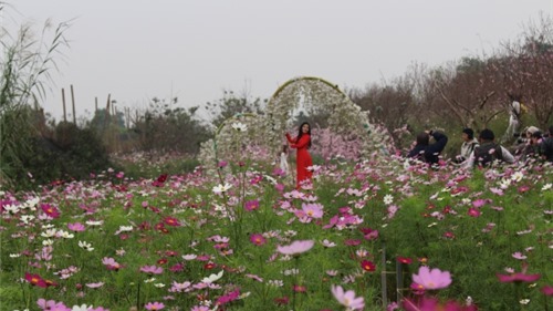 Check in cánh đồng hoa bướm đang nở rộ ở Nhật Tân