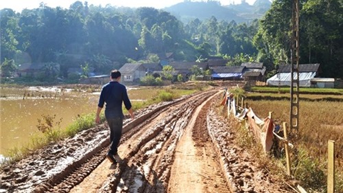 Tan tác vùng lúa đặc sản Lào Cai sau ngập úng lịch sử