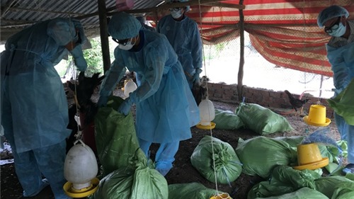 Bạc Liêu: Phát hiện ổ dịch cúm gia cầm tại Bạc Liêu