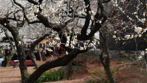 Ngọt ngào như Nhật Bản chìm trong sắc trắng hoa mơ giữa trời Xuân