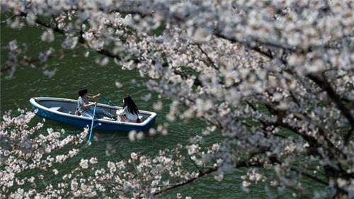 Mãn nhãn ngắm hoa anh đào nở rộ ở Tokyo, Nhật